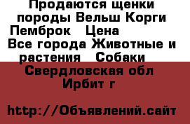 Продаются щенки породы Вельш Корги Пемброк › Цена ­ 40 000 - Все города Животные и растения » Собаки   . Свердловская обл.,Ирбит г.